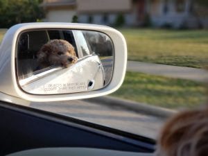 Dog in taxi