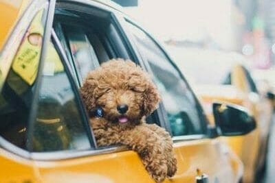 Can I take my dog in a taxi? | HexCars