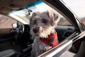 Traveling with Your Pet: The Rise of Pet-Friendly Taxi Services | Hexcars